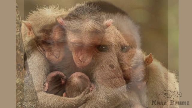 2016 год! Год обезьяны! Какой будет год смотреть онлайн