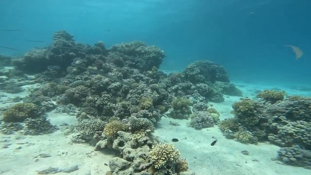 Моё погружение 28.07 2023 года. не самое удачное место в плане живности и глубины, но бади хорош. смотреть онлайн