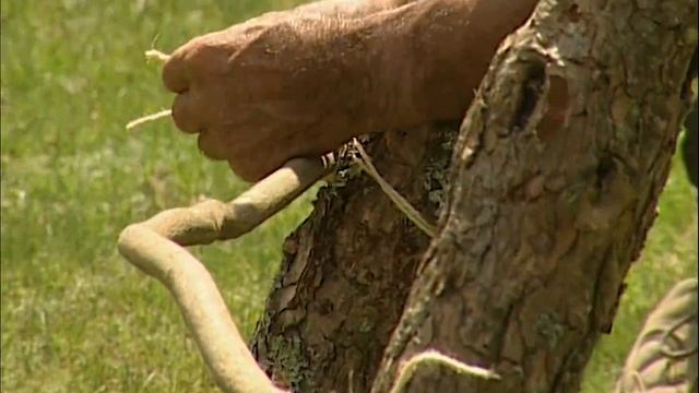 CHOZO DE PASTORES trashumantes en la naturaleza. Así era su construcción tradicional | Documental смотреть онлайн