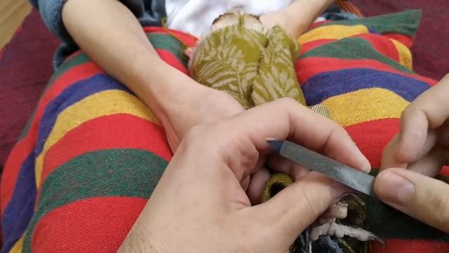 Подпиливаем клюв и когти хищной птице Сова сипуха делаем педикюр смотреть онлайн