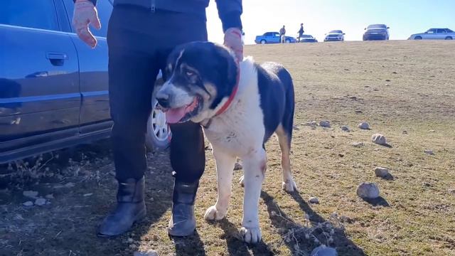 ҚАЗАҚ ТӨБЕТ- Зертас ауылында төбетті тестілек сынақтан кішкентай төбеттерге шолу смотреть онлайн
