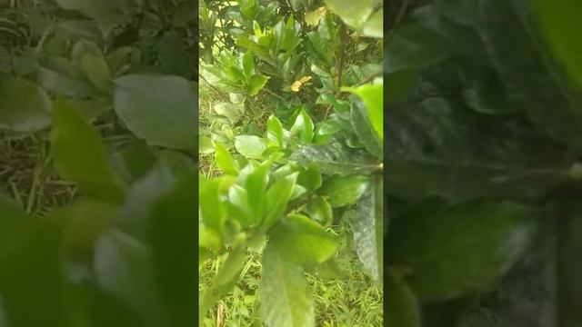 MANFAAT DAUN BUNGA KACAPIRING