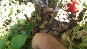 Сделайте это с ежевикой, для получения высокого урожая