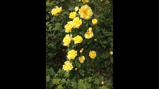 GARDEN TOUR ROSES ROSOR RUUSUT смотреть онлайн
