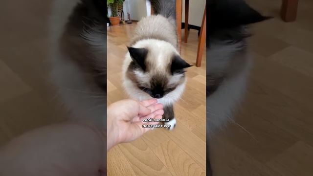 Вот почему кошка лижет хозяина 😄 смотреть онлайн