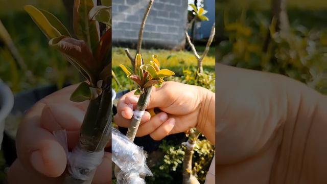 Lepas Tali Grafting Adenium смотреть онлайн