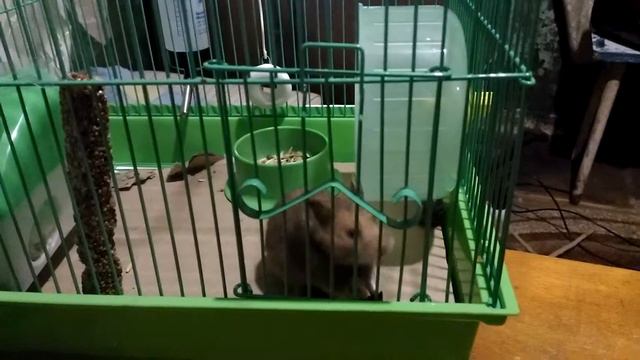 Хомяк.Как открыть дверь смотреть онлайн