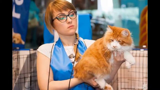 ЗООАТМОСФЕРА'2016 смотреть онлайн