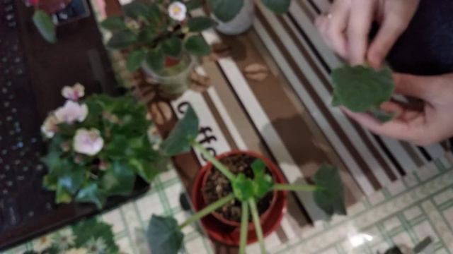 Про розмноження сенполій пасинками,нюанси розмноження молодих розеток смотреть онлайн