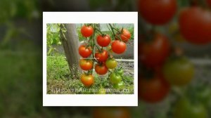 Высокорослые и урожайные сорта помидоро