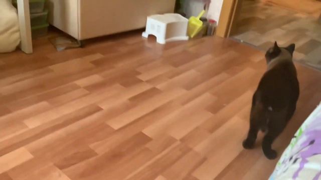 Вот что будет если кота к корму приручить…Мясо нормальное не ест