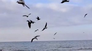 Море гладь  и шум волны передо мной