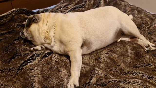 Pug sweet dream/Mopsas saldus sapnas/Мопс сладкий сон смотреть онлайн