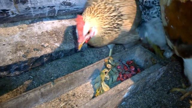 Витамины для кур несушек в зимний период//мое хозяйство смотреть онлайн