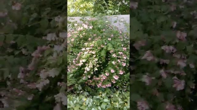 Кольквиция прелестная смотреть онлайн