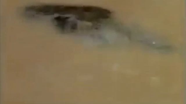 Познавательное об электрическом угре (electric eel), редкие нападения смотреть онлайн