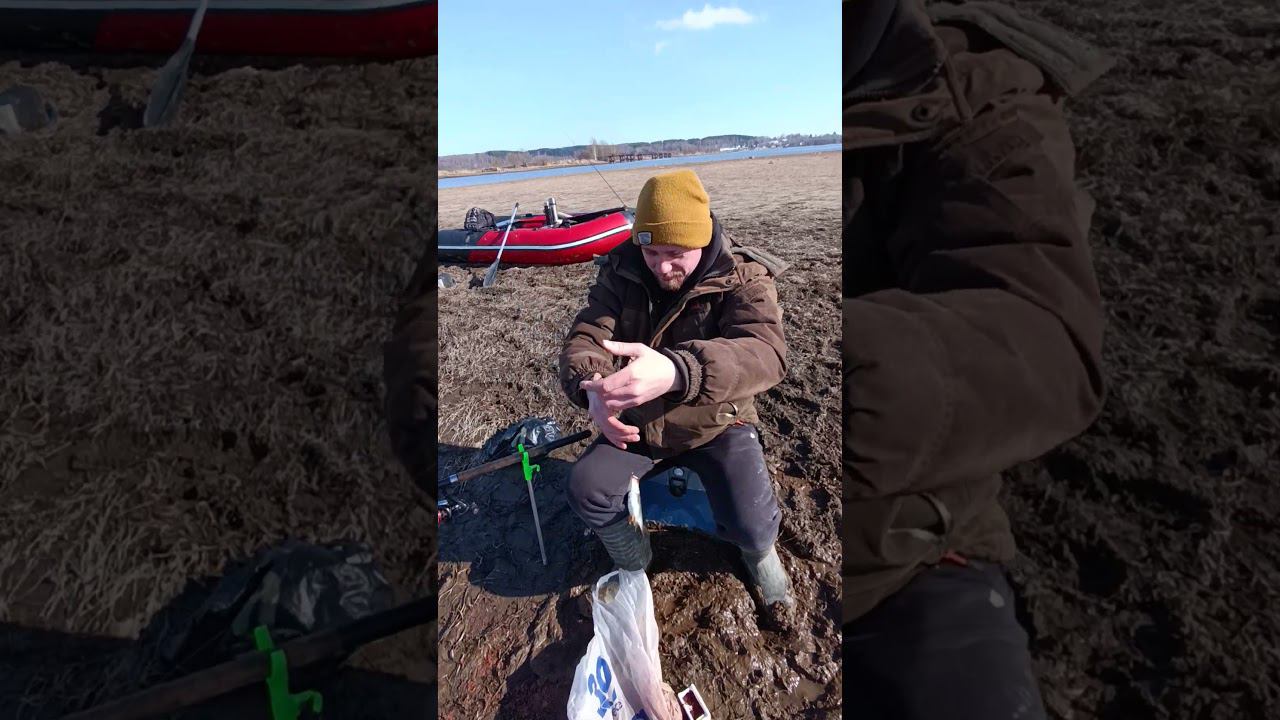Рыбалка весной. Ловим плотву на фидер. #fishing #shortvideo #рыбалка #fishingvideo смотреть онлайн