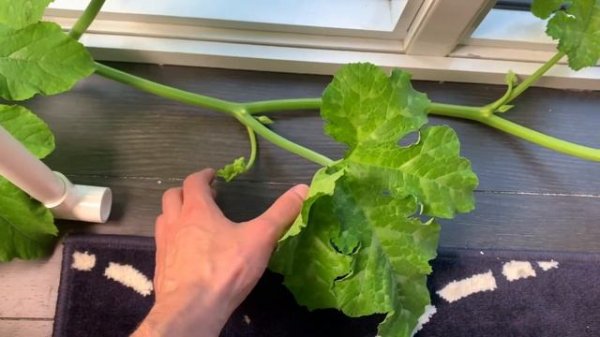 Hydroponic Pumpkins From Seed to Harvest - Growing with the Kratky Method