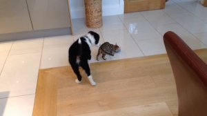 Border Collie Pup meeting Bengal Kitten