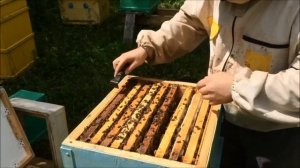 Акациевый мед носят ведрами! Семья-медовик. Майский мед. Обильный взяток с акации. Магазин вощины