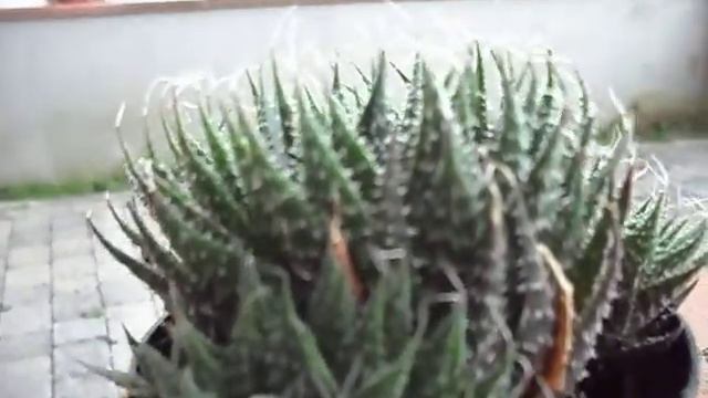 aloe aristata смотреть онлайн