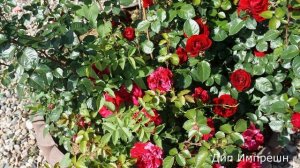 Краткий видео обзор  Дип Импрешн (Флорибунда) -  Deep Impression (2009 Tantau)