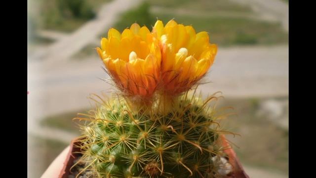 Пустынные кактусы в квартире И что делать, чтобы кактус зацвёл смотреть онлайн