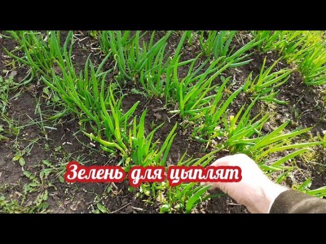 Начинаю вводить зелень для цыплят... смотреть онлайн