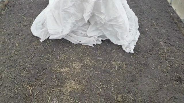 Готовлюсь к празднику__укрываем теплицу__готовимся к морозу.