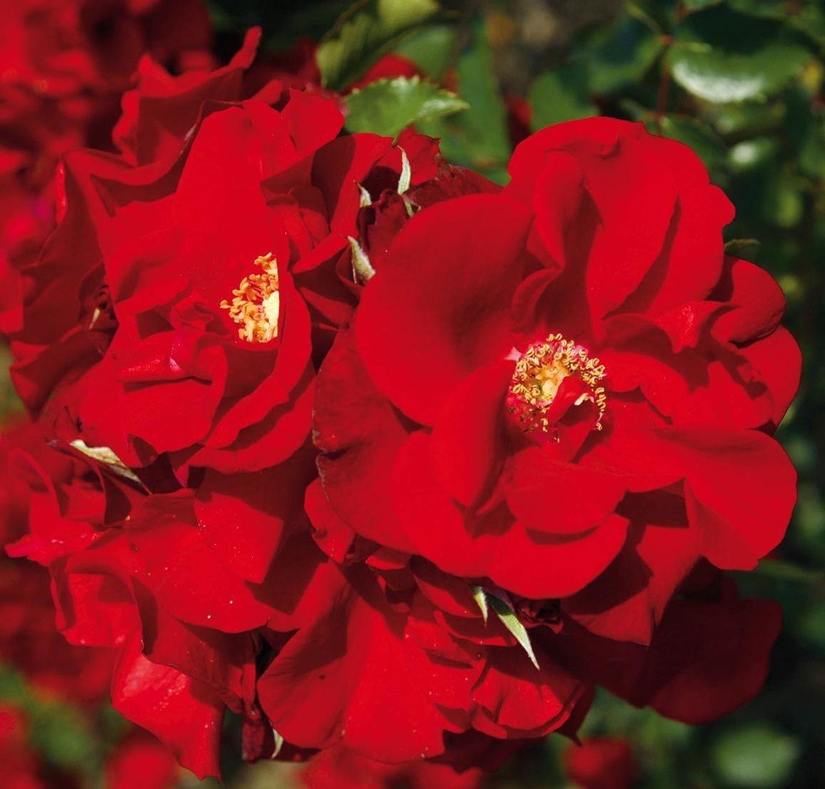 Портос - плетистая роза, Питомник роз Полины Козловой rozarium.biz смотреть онлайн