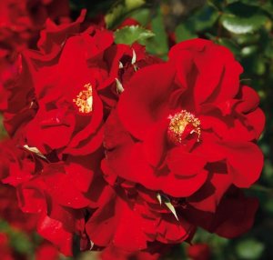 Портос - плетистая роза,  Питомник роз Полины Козловой rozarium.biz