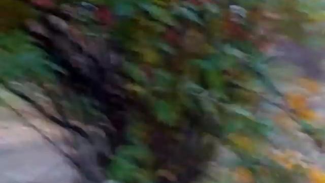 Куст Барбариса смотреть онлайн