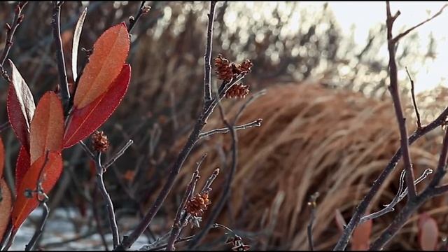 Canon EOS M6 Cinematic Ice Skating смотреть онлайн
