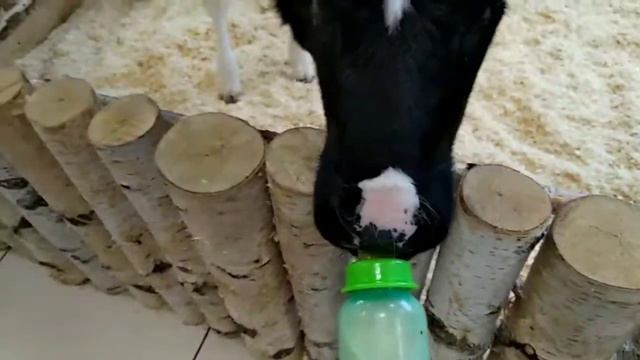 В магазине и в контактном зоопарке смотреть онлайн