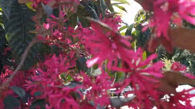 Дерево Шёлковых лент смотреть онлайн