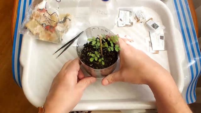 Как вырастить розу из семян??? How to grow a rose from a seed смотреть онлайн