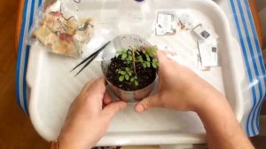 Как вырастить розу из семян???  How to grow a rose from a seed