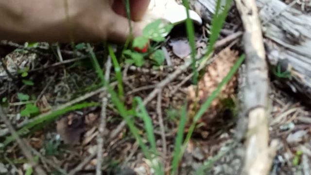 Моя Болгария! День четвертый. Как пережить самый жаркий день ? Новые маршруты. смотреть онлайн