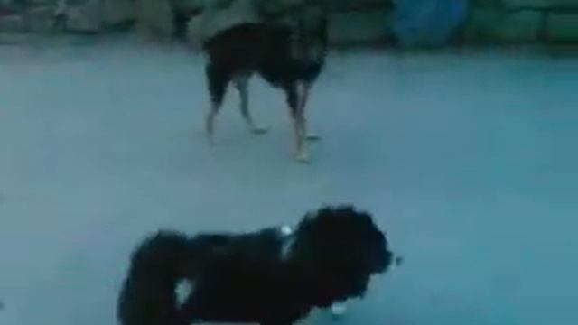 Собака-матеряка смотреть онлайн