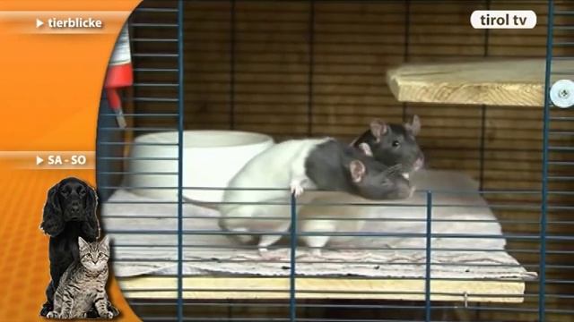 tirol tv Tierblicke Folge 16: Ratten смотреть онлайн