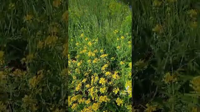 Ион Суручану," Незабудка" смотреть онлайн