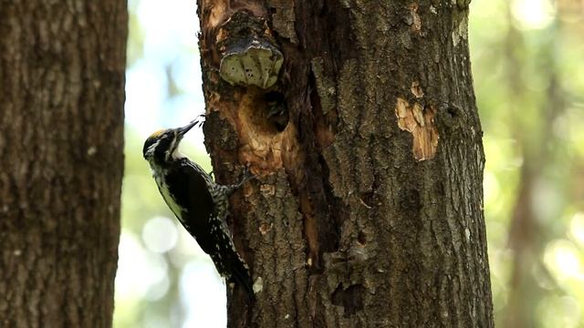 Трехпалый дятел у гнезда. Eurasian three-toed woodpecker смотреть онлайн