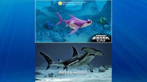 АКУЛЫ ИЗ ИГРЫ : HUNGRY SHARK WORLD В РЕАЛЬНОЙ ЖИЗНИ!!!!