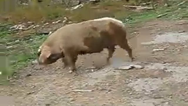 Кабан в деревне смотреть онлайн