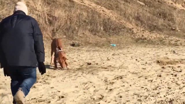 One Playful Ridgeback Puppy
