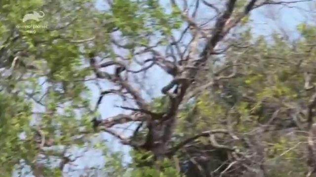 Дикие реки Африки лучшее и самое интересное! смотреть онлайн