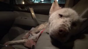 Спасение бездомной собаки живущей свалке