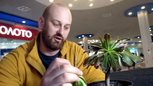 Как прививать эониумы. Мастер-класс смотреть онлайн