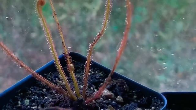 Drosera Filiformis ‘Florida Red’ Thread Leaf Sundew Update