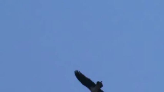 Black Stork - Ciconia nigra - Черен щъркел смотреть онлайн